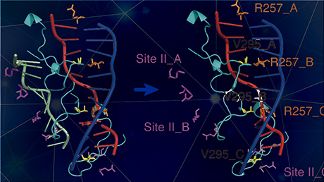 相同なDNA配列間でRad51リコンビナーゼによるDNA鎖を交換するしくみを解明