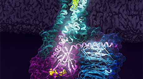 Gタンパク質共役受容体活性化の鍵となる仕組みを解明