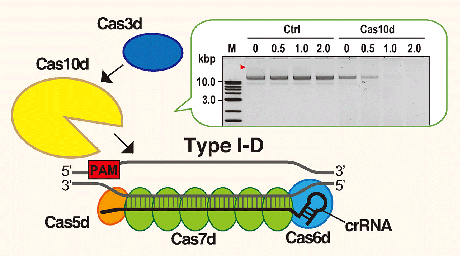 新規国産ゲノム編集ツールTiDシステムを用いてヒト細胞でのゲノム編集に成功