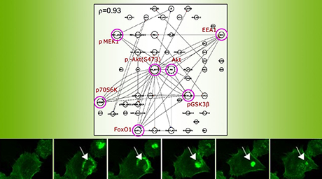 細胞染色画像からタンパク質の共変動ネットワークを構築
