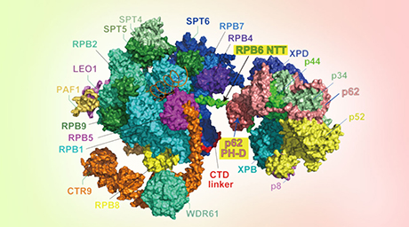 RNAポリメラーゼの共通テイルの役割を解明