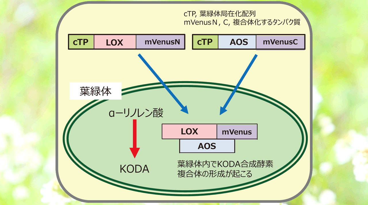 植物の生長調節物質KODAの生化学的な新規生産手法を開発