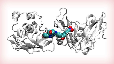 新型コロナウイルスの新薬開発につながる候補化合物を発見