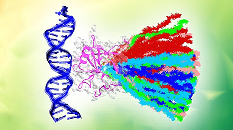 がん抑制タンパク質がDNAから解離する過程を可視化