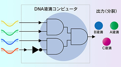 液滴の分裂によって、がんの可能性の有無を示す「DNA液滴コンピュータ」の開発に成功
