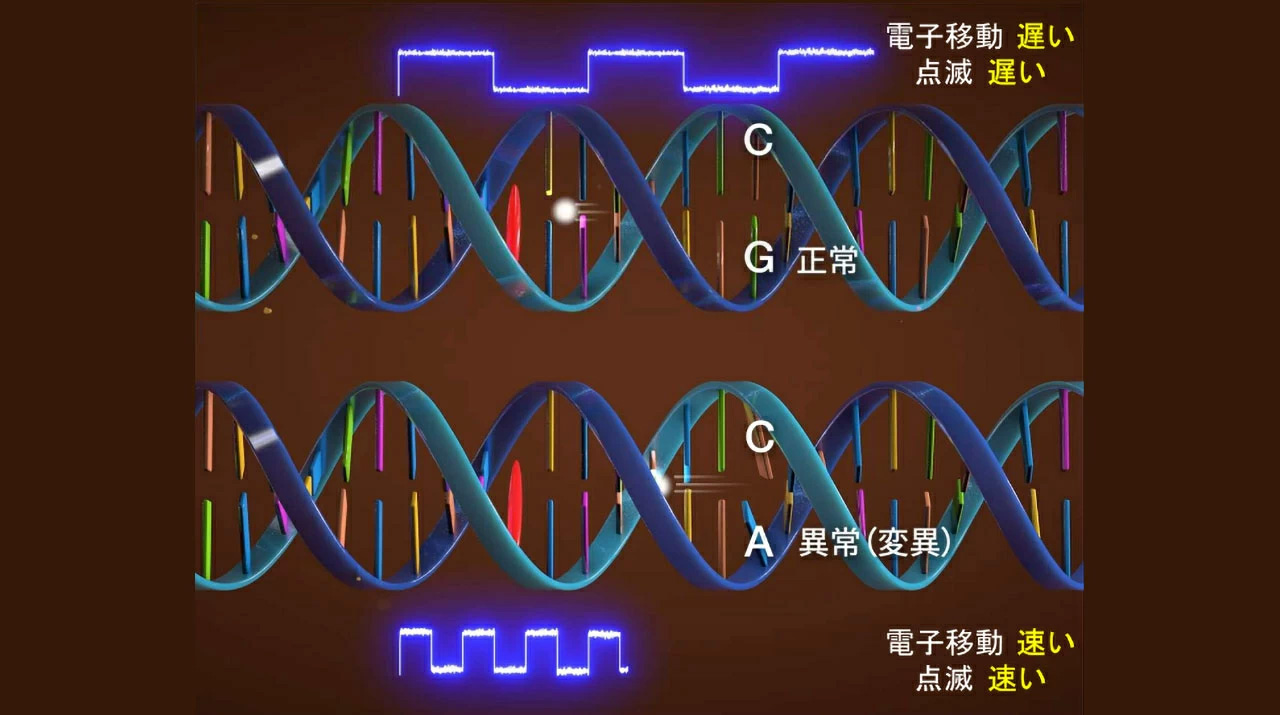 DNA/RNA中の電子移動速度を1分子測定