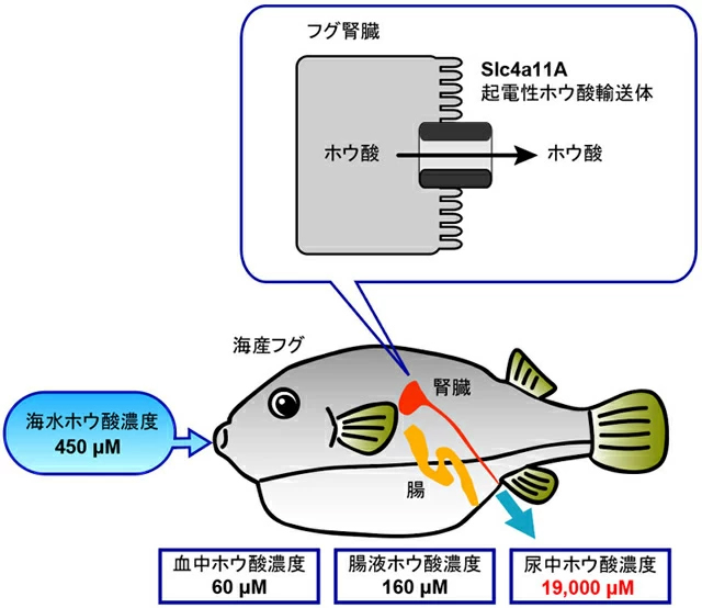 海水魚によるホウ酸排出機構。海水魚腎臓に発現するSlc4a11Aが起電性ホウ酸輸送体として機能し、尿中にホウ酸を濃縮して排出する。