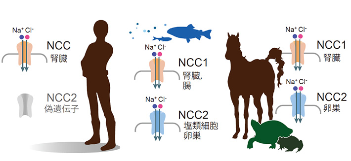 図2. 脊椎動物におけるNCC1、NCC2の発現部位の比較