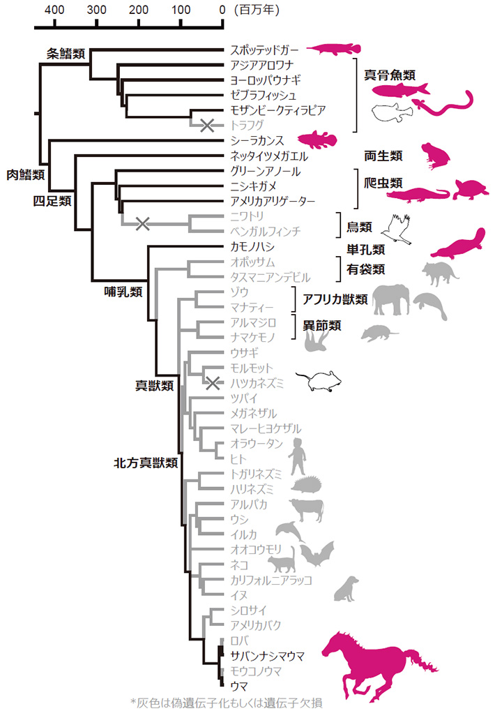 図3. 脊椎動物におけるNCC2遺伝子の進化