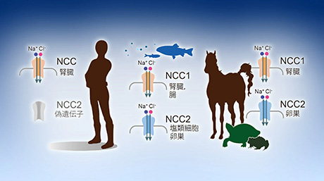 魚類に特有なNa+-Cl- 共輸送体2遺伝子を 哺乳動物などでも発見