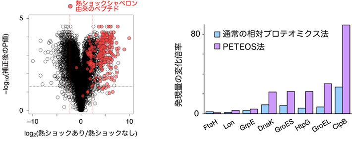 図3. PETEOS法で捉えた翻訳状況変化。左：熱ショック時の大腸菌からPETEOS法で同定したペプチドでは、熱ショックタンパク質（シャペロン）由来のペプチドが大きく増加している。右：熱ショック時の種々のシャペロンタンパク質の増加率をPETEOS法と通常のプロテオミクス法とで比較したところ、PETEOS法での増加率が全体に高い。