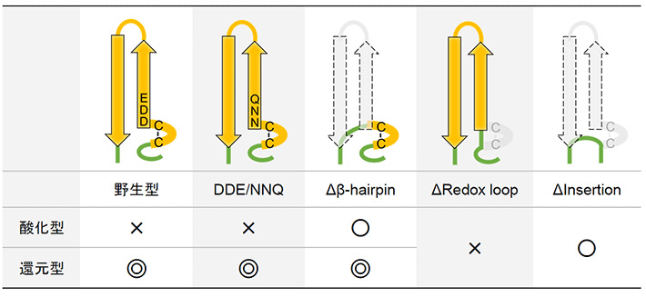 図3 それぞれ酸化還元状態における酵素のATP合成活性と変異の関係 