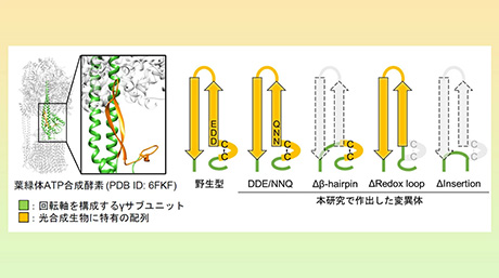 葉緑体ATP合成酵素の酸化還元制御のしくみを解明