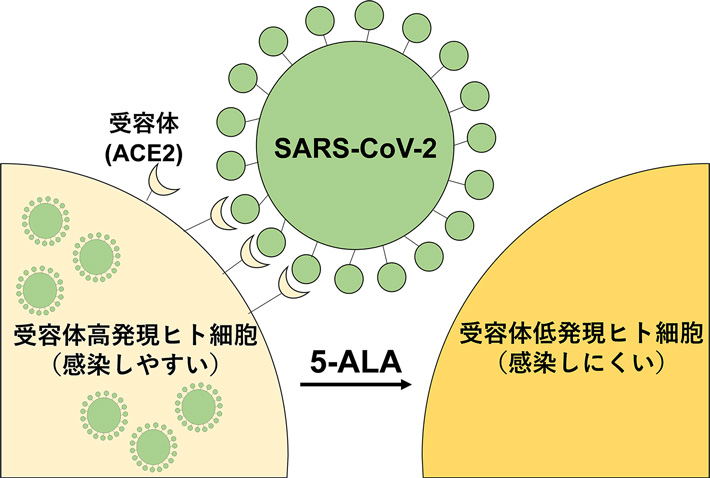 図1 受容体高発現ヒト細胞と低発現ヒト細胞。5-ALAによって受容体の発現量が低下することを見いだした。 