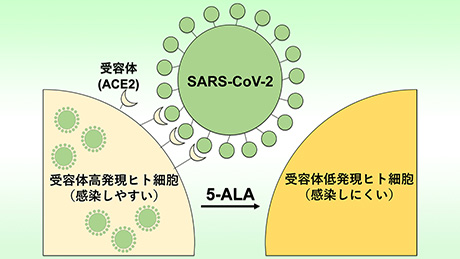 5-アミノレブリン酸による SARS-CoV-2ウイルス受容体の発現抑制