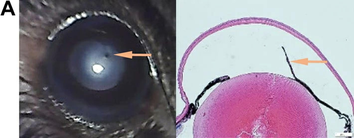 図2. ノックアウトマウス（左：実体顕微鏡像; 右：組織染色像）。
A. 白内障と虹彩異常（矢印）。B. 小眼球。殆どの眼の組織に形成異常が起こっている。