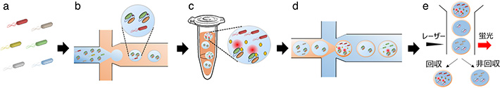 図1 マイクロドロップレット培養とバイオセンサーQ-bodyを用いたタンパク質高分泌生産株スクリーニング法の模式図 （a、b）目的タンパク質を分泌する微生物およびQ-bodyを含む溶液をマイクロ流路に流し、油（Oil）でせん断してWater-in-Oilエマルションを調製（c）エマルション内で微生物を培養、目的タンパク質を分泌生産バイオセンサーで蛍光として検出 （d）選別時のエマルション破損を防ぐため、エマルションをマイクロ流路に流し、油層で保護されたWater-in-oil-in-waterエマルションを調製 （e）蛍光の強度を指標に目的タンパク質が分泌されたエマルションを選別回収