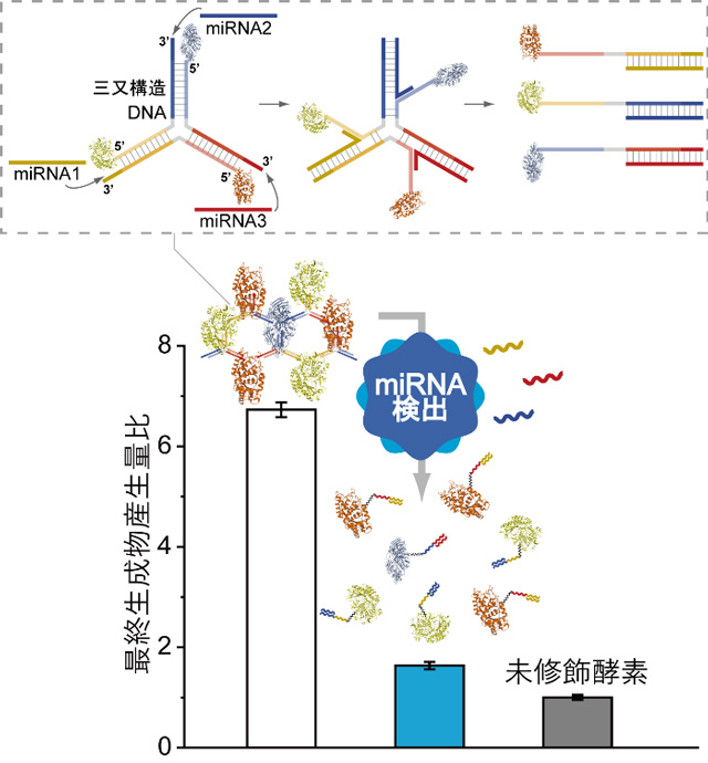酵素-DNA複合体ネットワークによる3種マイクロRNAの同時検出