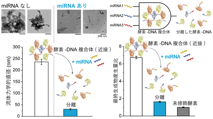 図2 酵素-DNA複合体を用いた3種miRNAの同時検出 