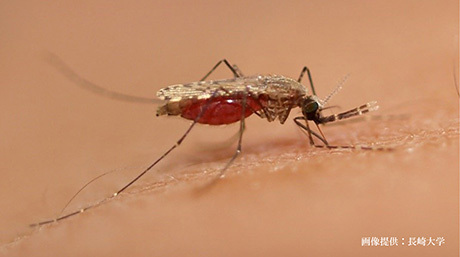 マラリア原虫とヒトの概日リズムの同調メカニズムを発見