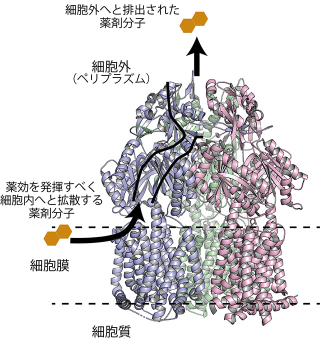 図2. バークホルデリア菌由来 多剤排出ポンプBpeBの立体構造