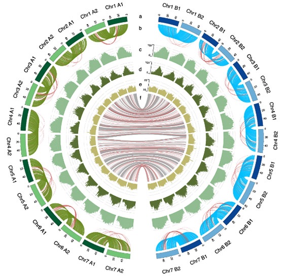 図2 ワサビゲノムの特徴 サブゲノム内染色体および間の遺伝子の並びの保存性