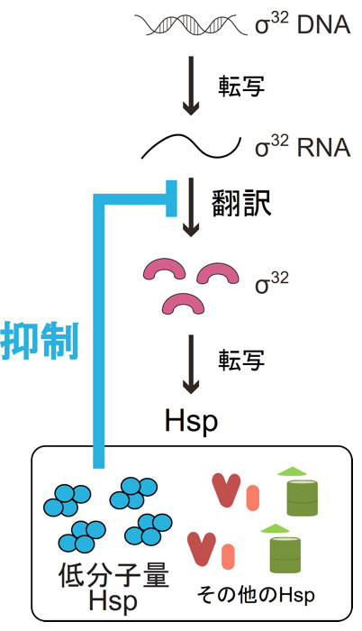 図1 低分子量Hspによる熱ショック転写因子σ32の制御。 熱ショック転写因子σ32は分解されることによって存在量が制御されることが知られていた。しかし、本研究によって、大腸菌の低分子量Hspはσ32の翻訳を抑制することでσ32が作られる前段階を制御する仕組みがあることも分かった。