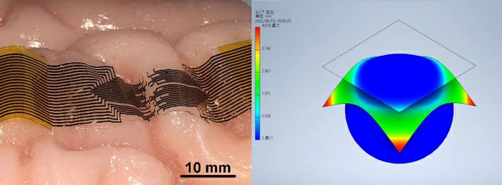 図2 ヒト脳組織モデル上に貼付した薄膜電極（左）と有限要素解析による脳組織への追従性評価（右） 
