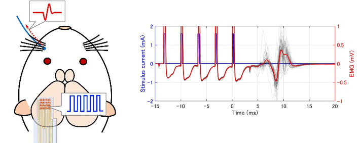図5 ヒゲ-脳応答回路を用いたヒゲ運動の誘発（左）とヒゲ根元の筋電位測定結果（右） 
