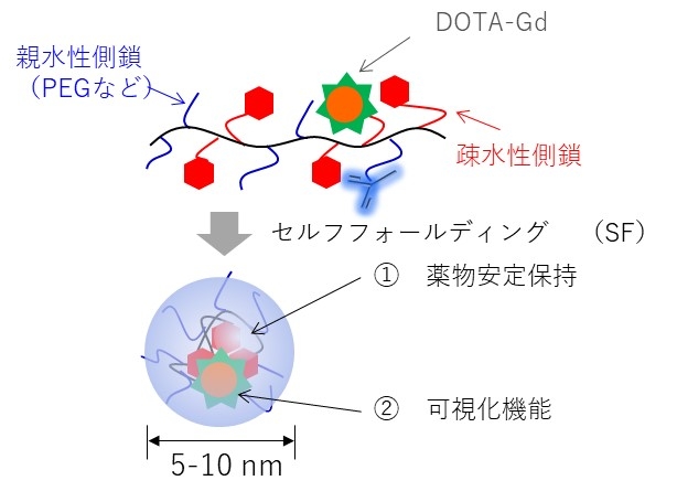 図1 開発した新規高分子造影剤（SMDC-Gd） 