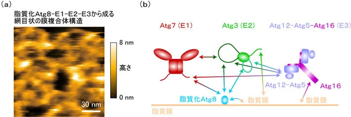 図2 脂質化Atg8－E1－E2－E3の膜複合体構造 （a）脂質化Atg8－E1－E2－E3の膜複合体は、柔軟性に富んだ網目状の構造を形成している。（スケールバー：30ナノメートル） （b）脂質化Atg8－E1－E2－E3の膜複合体は、天然変性領域を介した複数の弱い相互作用と、たんぱく質と脂質膜の相互作用により形成される。観測された相互作用を↔で示した。