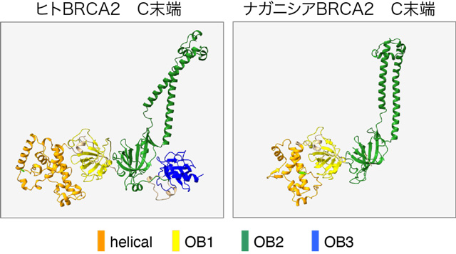 図4 ヒトと菌類のBRCA2C末端は極めて類似した構造をとる。 
