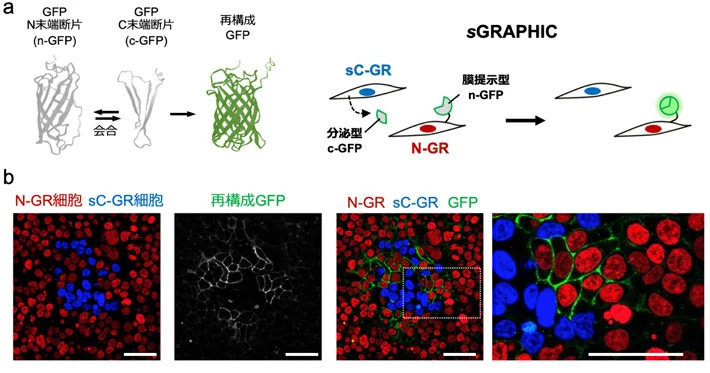 図2 sGRAPHICシステムの概略 （a）分泌されたc-GFPが近傍の細胞膜上に発現したn-GFPと会合することで、再構成GFPの蛍光シグナルが検出される。n-GFPとc-GFPの分子構造はAlphaFold2の予測に基づく。（b）sGRAPHICレポーターを遺伝子導入した細胞を共培養し顕微鏡観察すると、sC-GR発現細胞（青色シグナル）の近くに位置するN-GR発現細胞（赤色シグナル）において再構成GFP由来の緑色シグナルが観察された。図中のスケールバーは50 μmを示す。