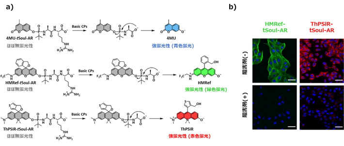 図2 異なる蛍光波長のプローブ群の創製 a) 本研究で開発したCPMなどの塩基性カルボキシペプチダーゼ活性を検出する青、緑、赤色蛍光プローブの一例。蛍光団のモジュールを変更することでプローブの蛍光色を変化させることができる。b) 開発した緑色および赤色プローブによるMDCK細胞におけるCPM活性のイメージング。青色はHochestによる核染色。
