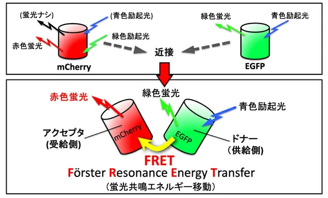 図2. FRETの原理。蛍光タンパク質EGFPは青色光を照射すると励起されて緑色蛍光を発する。一方、 mCherryは緑色光を照射すると赤色蛍光を発するが、青色光を照射しても何も起こらない。ところが、この2つの蛍光タンパク質を近づけると青色光により励起されたEGFPのエネルギーがmCherryに受け渡され、mCherryが赤色蛍光を発するようになる。従って、この緑色蛍光と赤色蛍光の強度比を測定すると両者の距離が判る。なお、エネルギーを与える側をドナー、受け取る側をアクセプタと呼ぶ。