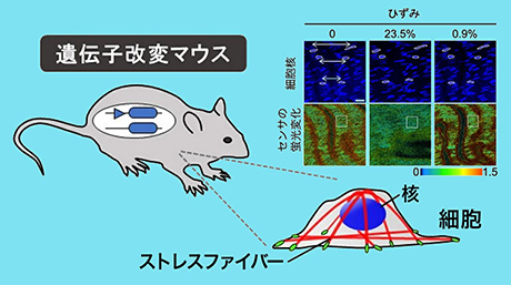 引張り力で体中の蛍光色が変わるマウスの作出に成功
