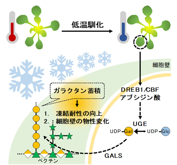 図5 低温馴化過程でβ-1,4-ガラクタンが蓄積する機構 低温を感知すると、DREB1/CBFやABAの誘導によりUGEの発現が増加し、β-1,4-ガラクタン合成の材料となるUDP-Galの合成が促されると考えられる。その後、GALSによってβ-1,4-ガラクタンが合成され、凍結耐性の向上や細胞壁の物性変化を導くと予想される。今後は、低温馴化過程でのβ-1,4-ガラクタン合成の制御機構やβ-1,4-ガラクタンが蓄積する生物的意義をより詳細に明らかにする必要がある。