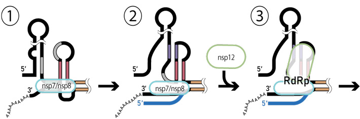 図1. ベータコロナウイルスRNAの転写開始モデルの模式図