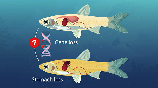 胃を持たない魚類が失った遺伝子を特定
