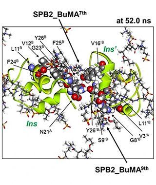 図3. P（SPB-r-BuMA）のモデルとしたスルホベタイン2量体にブチルメタクリレートを結合した化合物（SPB2_BuMA）とインスリンのMDシミュレーションによるスナップショット。インスリン二分子の間にモデル化合物が分子シールドとして可逆的にサンドイッチされ、凝集を妨げている様子が見られた。