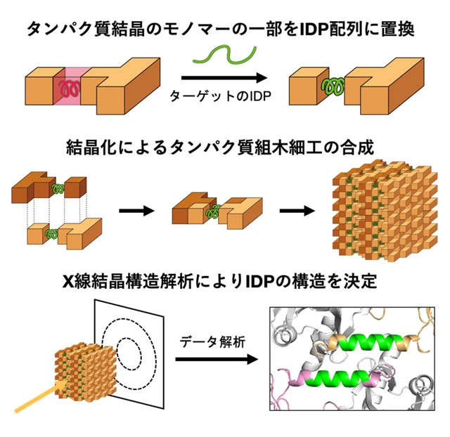 図1 タンパク質結晶を「組木細工」の足場に用いた構造解析の手順 