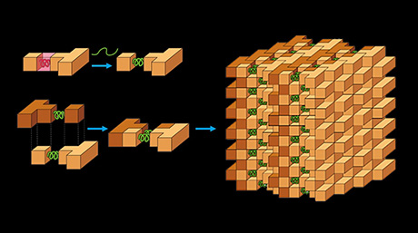 ふらふらな分子を止めて構造を見るタンパク質の「組木細工」