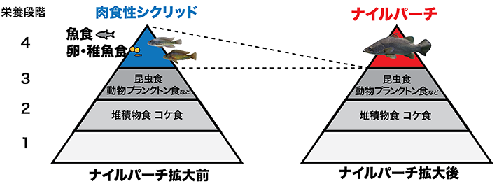 図3 ナイルパーチの勢力拡大前後でのビクトリア湖シクリッドの生態ピラミッドの比較 
