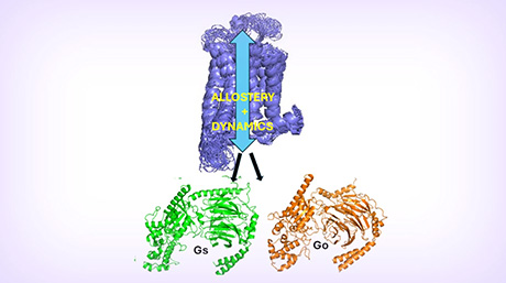 Gタンパク質共役受容体（GPCR）が複数種のGタンパク質と結合する仕組みを解明