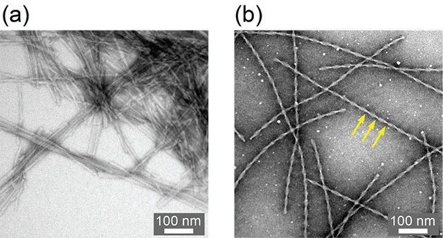 図1 合成生物学的なアプローチで作成したE22G Aβ40線維の透過電子顕微鏡像 （a）従来法で作成したE22G Aβ40線維。さまざまな形状の線維が混ざっており、束を作っていることが分かる。このような不均一で分散性の低い試料はクライオ電子顕微鏡での構造解析が難しく、固体NMRによる解析でも複数の異なる構造の存在が示唆された。 （b）条件を最適化して得た線維。（a）の観察像では分からなかった強いねじれ（黄色矢印）を伴う線維が観測された。均一な形状が得られており、クライオ電子顕微鏡と固体NMRによる構造解析に最適である。この線維は、温度や振とう条件などを最適化して得た線維を超音波で破砕し、それを鋳型として凝集していないE22G Aβ40モノマーを加えて線維を成長させることを5回繰り返して得られた。