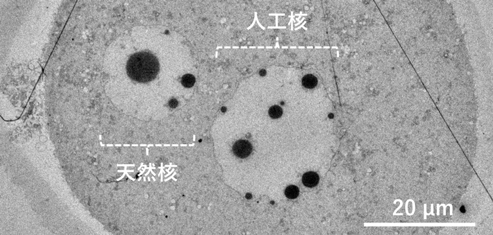  マウス卵子内に構築された人工細胞核の電子顕微鏡写真。 精製したDNA溶液を用いて構築した人工細胞核（右）は、卵子由来の天然の細胞核（左）と形態が酷似していた。