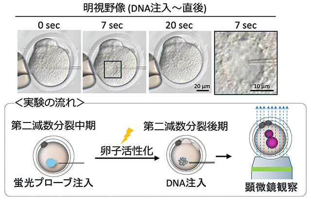 図1 上段：マウス卵子にDNAを注入している様子。20秒経過しても細胞質で拡散せずにとどまった。下段：実験の流れ。 