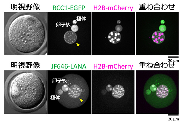 図2. 注入したDNA（黄色矢尻）上でヌクレオソームマーカーであるRCC1-EGFP（上段、緑色）とJF646-LANA（下段、緑色）が観察された。