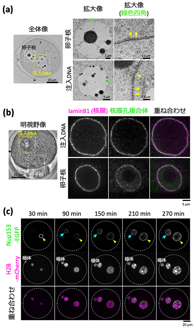 図3.（a-c）卵子核と注入DNA由来の核様構造の核膜および核膜孔複合体構造の評価。注入DNA周囲に卵子核と酷似した構造が観察された。（a）電子顕微鏡画像。黄色矢尻は核膜孔複合体を示す。（b）核膜タンパク質と核膜孔複合体構成タンパク質の免疫染色画像。 （c）核膜孔複合体構成タンパク質のタイムラプス画像。黄色矢尻は注入DNA、青色矢印は卵子核を示す。