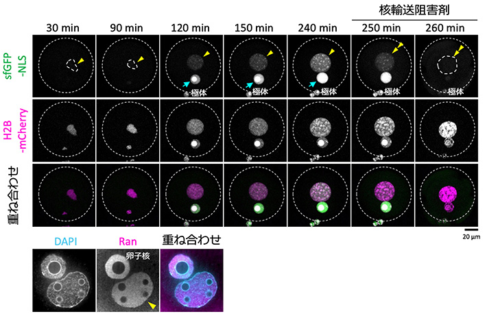 図4 人工細胞核における核輸送能の評価。 上段：核輸送マーカーであるsfGFP-EGFPを用いたタイムラプス画像。人工細胞核においてそのシグナルが観察され、核輸送阻害剤を加えると消失した（二重矢尻）。下段：核輸送関連タンパク質であるRanの免疫染色画像。人工細胞核においてそのシグナルが観察された。